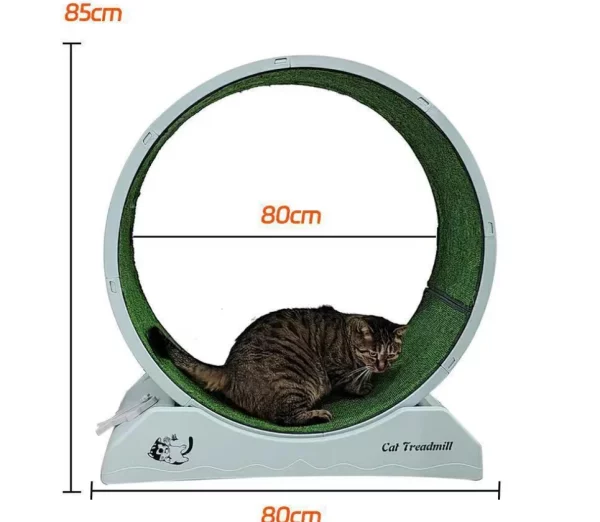 Roue Chat Exercice 2024