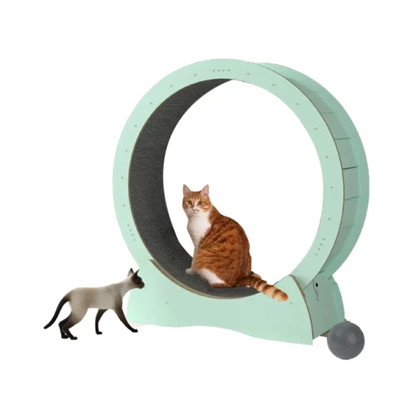 Roue à Chat Exercices