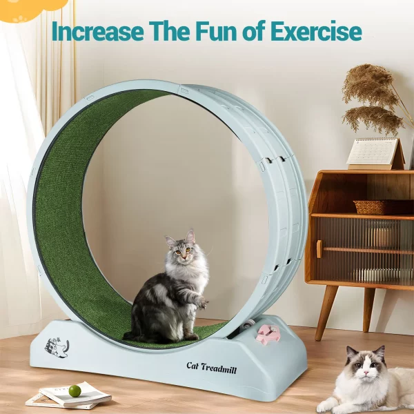 Roue Chat Exercice Jeu