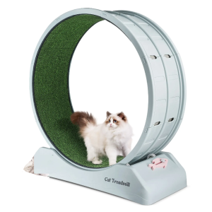 Roue Chat Exercice Jeu