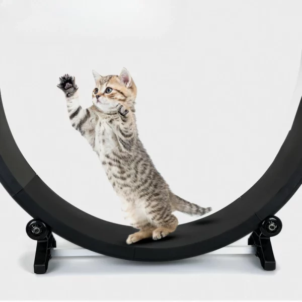 Roue d'exercice pour chat interieur