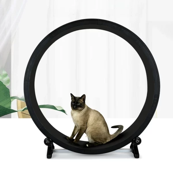 Roue d'exercice pour chat interieur