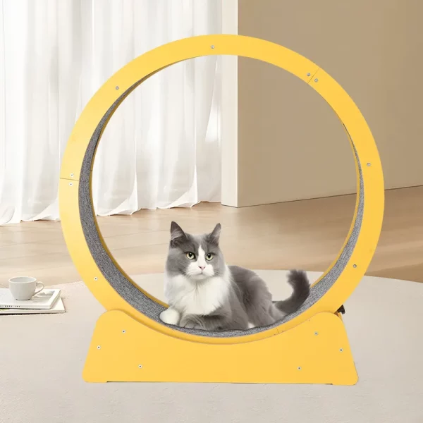 Roue à Chat Exercice Interactif