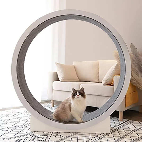 Roue gymnastque pour chat