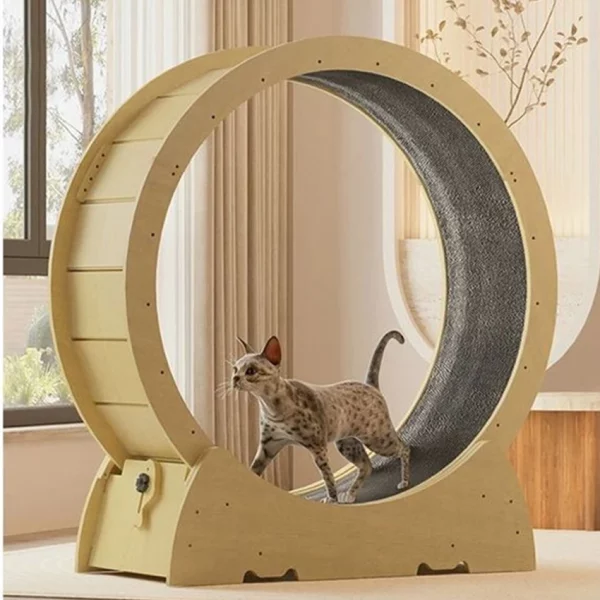 Ecological exercise wheel cat