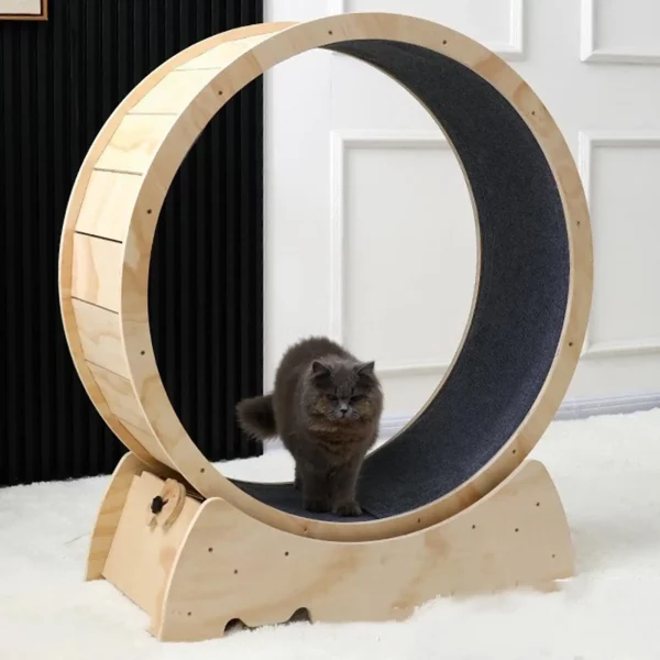 roue chat d'intérieur